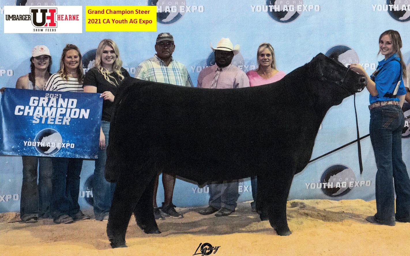 Grand Champion Steer 2021 CA Youth AG Expo