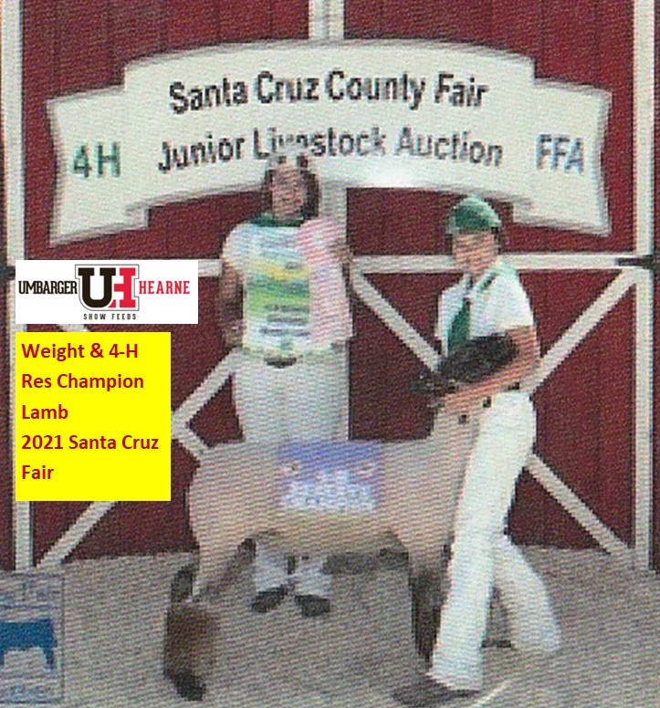 2021 Weight & 4-H R. Champion Lamb Santa Cruz Fair