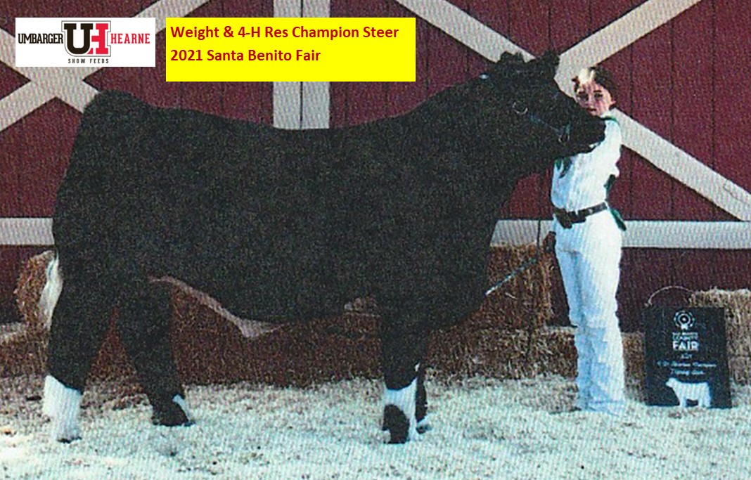 2021 Weight & 4-H R. Champion Steer San Benito Fair