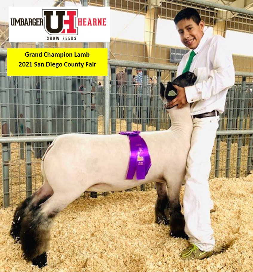 Grand Champion Lamb. 2021 San Diego County Fair